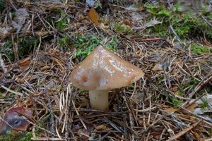 Klikni pro velký obrázek