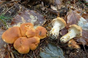 Klikni pro velký obrázek