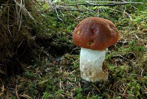 Klikni pro velký obrázek