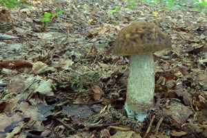 Klikni pro velký obrázek