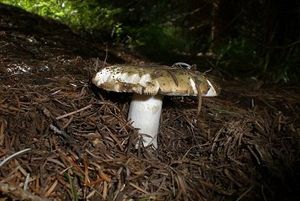 Klikni pro velký obrázek