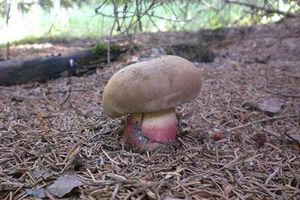 Klikni pro velký obrázek