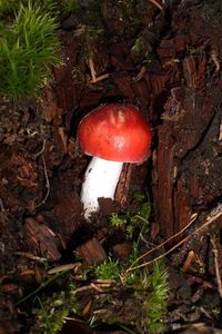 Klikni pro velký obrázek