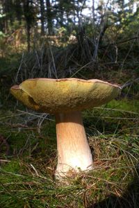 Klikni pro velký obrázek