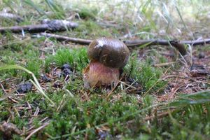 Klikni pro velký obrázek