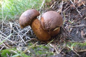 Klikni pro velký obrázek