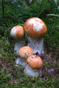 Klikni pro velký obrázek