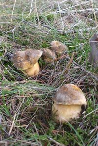 Klikni pro velký obrázek