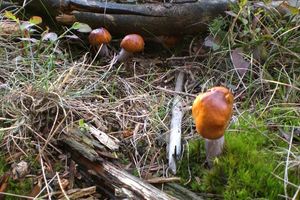 Klikni pro velký obrázek