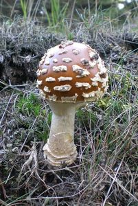 Klikni pro velký obrázek