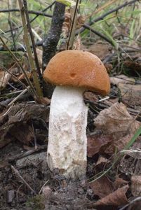 Klikni pro velký obrázek