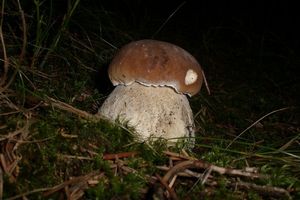 Klikni pro velký obrázek