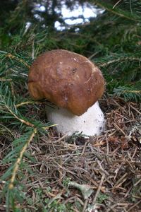 Klikni pro velký obrázek