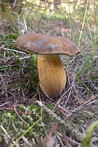 Klikni pro velký obrázek