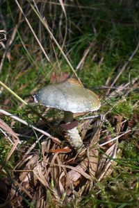 Klikni pro velký obrázek