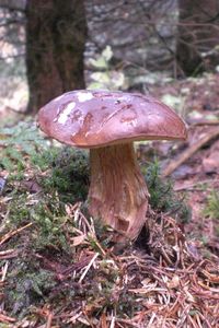 Klikni pro velký obrázek