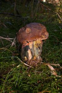 Klikni pro velký obrázek