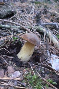 Klikni pro velký obrázek