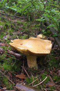 Klikni pro velký obrázek