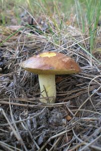 Klikni pro velký obrázek