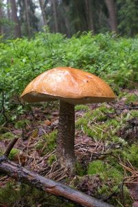 Klikni pro velký obrázek