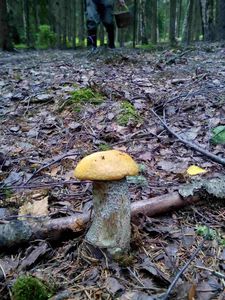 Klikni pro velký obrázek