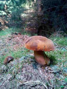 Klikni pro velký obrázek