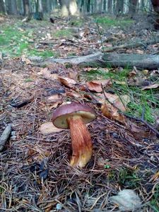 Klikni pro velký obrázek