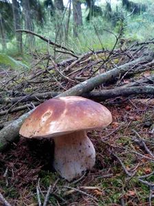 Klikni pro velký obrázek