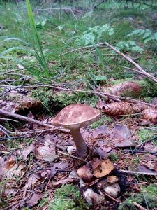 Klikni pro velký obrázek