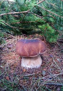 Klikni pro velký obrázek