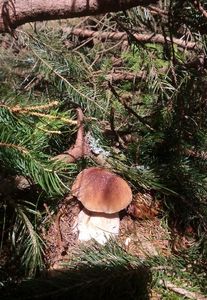 Klikni pro velký obrázek