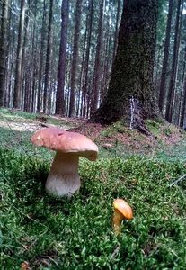 Klikni pro velký obrázek