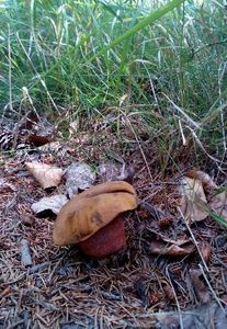 Klikni pro velký obrázek