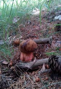 Klikni pro velký obrázek