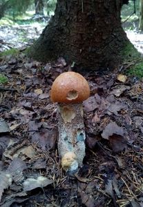 Klikni pro velký obrázek