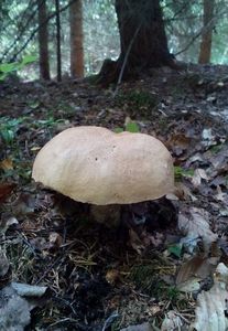 Klikni pro velký obrázek