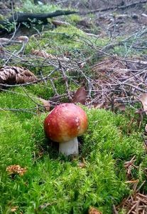 Klikni pro velký obrázek