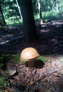 Klikni pro velký obrázek