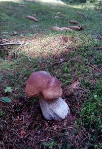 Klikni pro velký obrázek