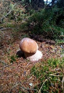 Klikni pro velký obrázek