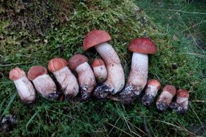 Klikni pro velký obrázek