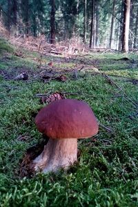 Klikni pro velký obrázek