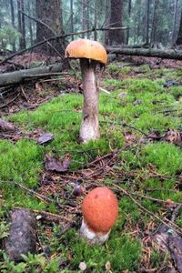 Klikni pro velký obrázek