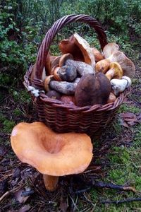 Klikni pro velký obrázek