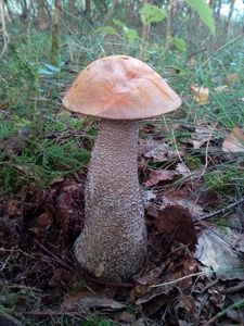 Klikni pro velký obrázek