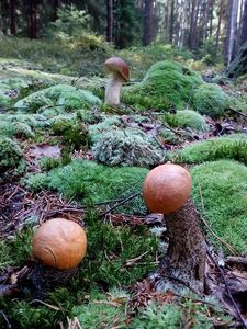 Klikni pro velký obrázek