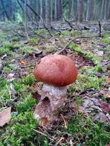 Klikni pro velký obrázek