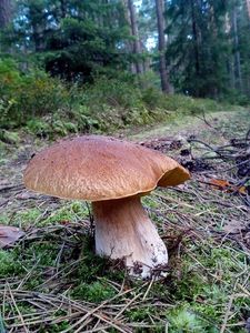 Klikni pro velký obrázek