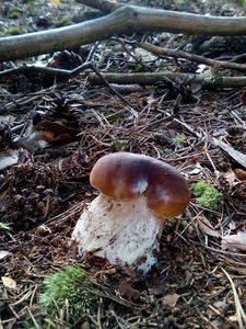 Klikni pro velký obrázek